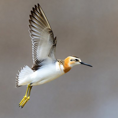 Semipalmated Plover Flying in Flight