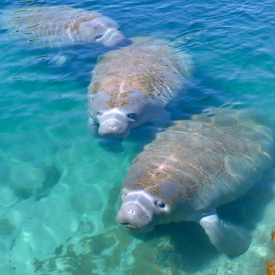 Three manatees swimming in clear blue water