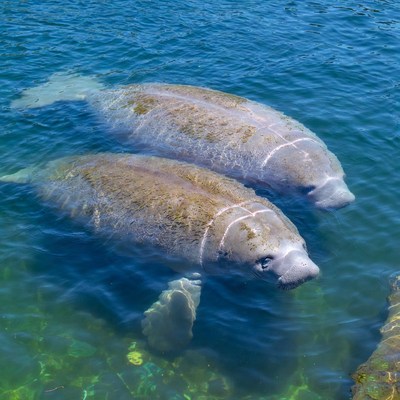 Two manatees swimming in clear blue water