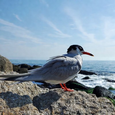 Gull on rocky beach