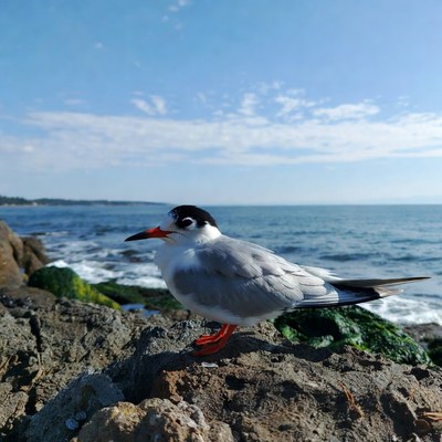 Gull on rocky beach