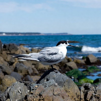 White Tern on Rocky Seashore