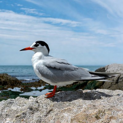 Caspian Tern on Rocky Shore