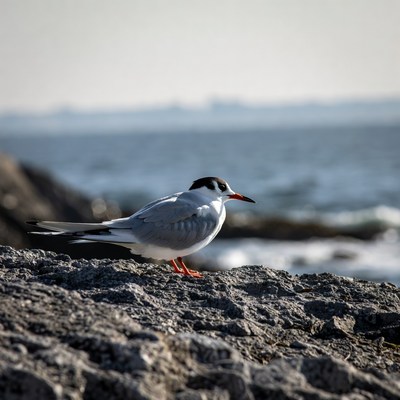 Gull standing on rocky beach