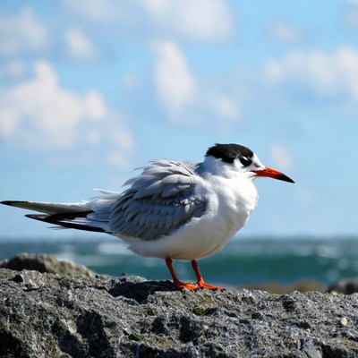 Gull on rock by ocean
