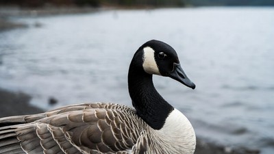 Canada Goose by Lakeshore
