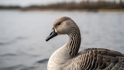 White-fronted Goose by Lake