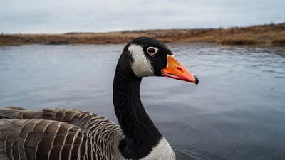 Closeup of Canadian goose by water