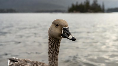 Canada Goose at Lakeside