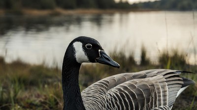 Canada Goose by Lakeside