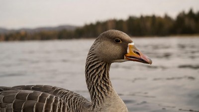 Greylag Goose by Lake