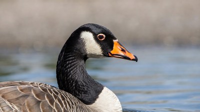 Canada Goose on Water