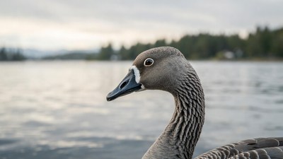 White-fronted goose by lake