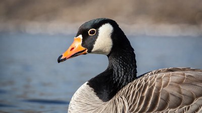 Close-up of Canada Goose head