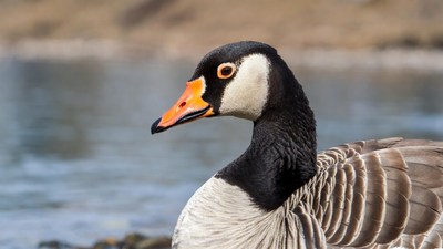 Close-up of Canadian goose by water