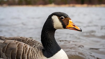 Goose swimming in lake