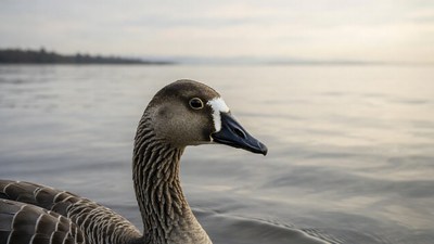 Goose swimming in lake