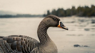 Grey goose by lakeshore