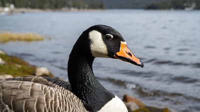 Canada Goose by Lakeside