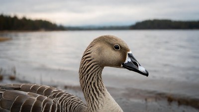 Goose by lakeside