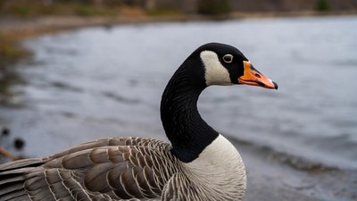 Goose by lakeside