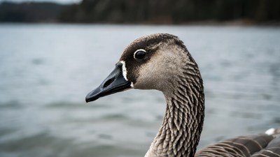 Canada Goose by Lake