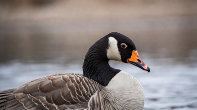 Closeup of Canadian goose by water