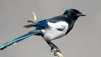 Black-billed Magpie Perched on Branch
