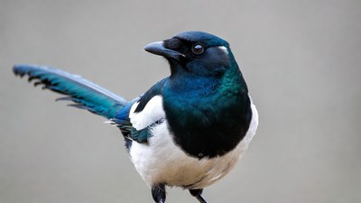 Eurasian Magpie with Blue Wings