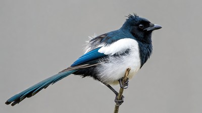 Black-billed Magpie Perched on Branch