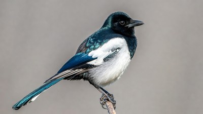 Black-backed Oriole perched on branch