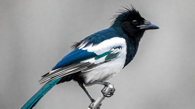 Black-billed Magpie Perched on Branch