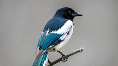 Black-billed Magpie Perched on Branch