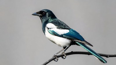 Black-billed Magpie Perched on Branch
