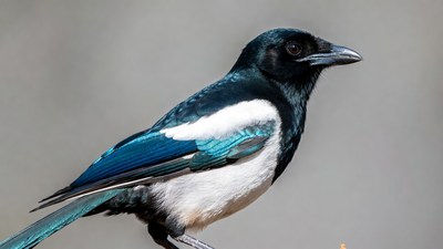 Black-billed Magpie with Blue Wings
