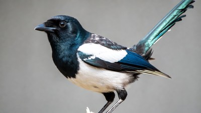Black-billed Magpie Standing on Perch
