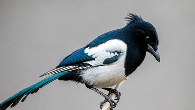 Black-billed Magpie Perched on Branch