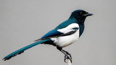 Black-billed Magpie Perched on Branch