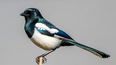 Black-billed Magpie Perched on Branch