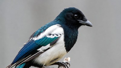 Black-throated Magpie Jay Perched