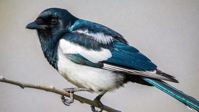 Black-billed Magpie Perched on Branch