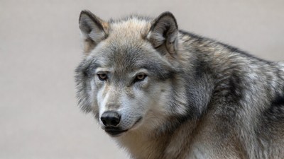 Gray wolf close-up portrait