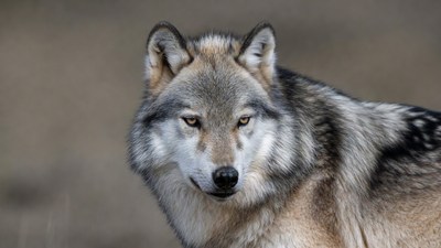 Gray wolf close-up portrait
