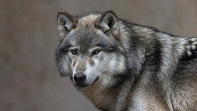 Gray wolf close-up portrait