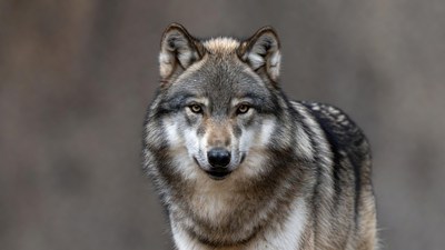 Gray wolf close-up portrait