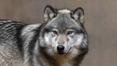 Gray wolf close-up portrait