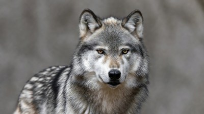 Gray wolf staring at camera