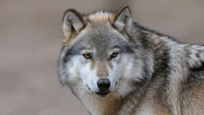 Gray wolf close-up portrait