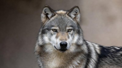 Gray wolf close-up portrait