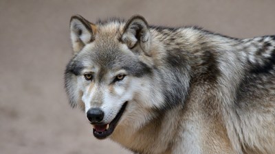 Gray wolf close-up portrait